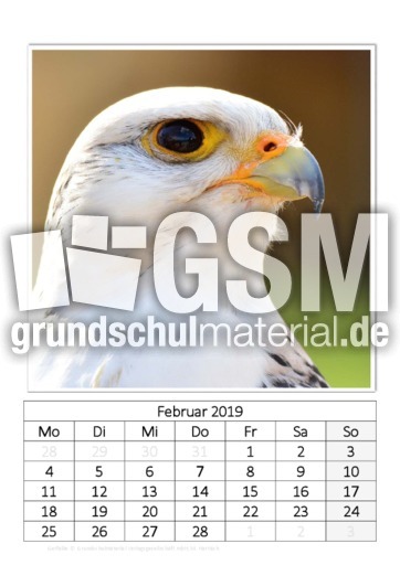 Februar_Gerfalke.pdf